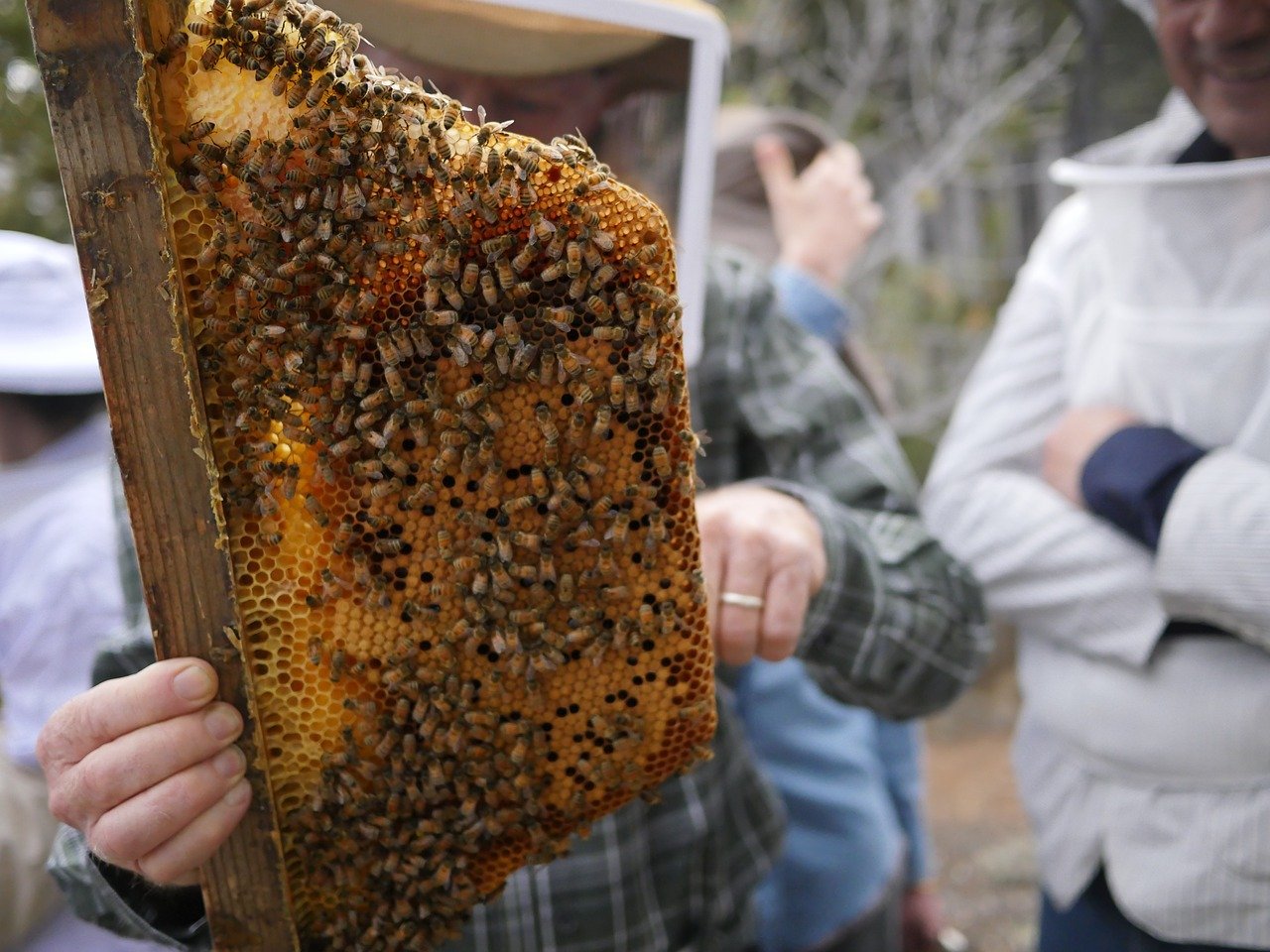 Информационная платформа для пчеловодов